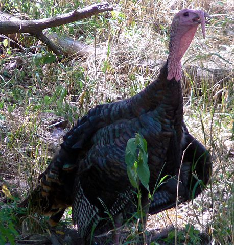 Image:Meleagris gallopavo Wild Turkey.jpg