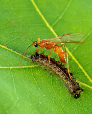 Aleiodes indiscretusparasitizing a gypsy moth caterpillar