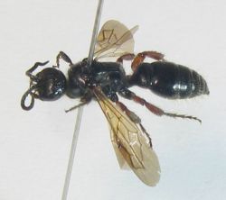 Tiphiid wasp