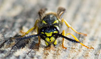 A wasp gathering wood fibers