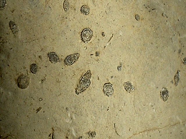 Image:Micro-Fossil.JPG