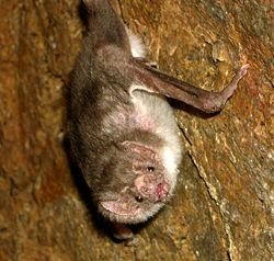 Common Vampire Bat, Desmodus rotundus