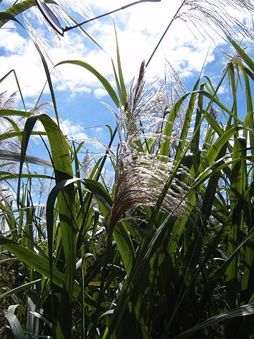 Image:Sugarcane flowering.JPG