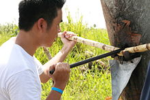 Extracting juice from sugarcane