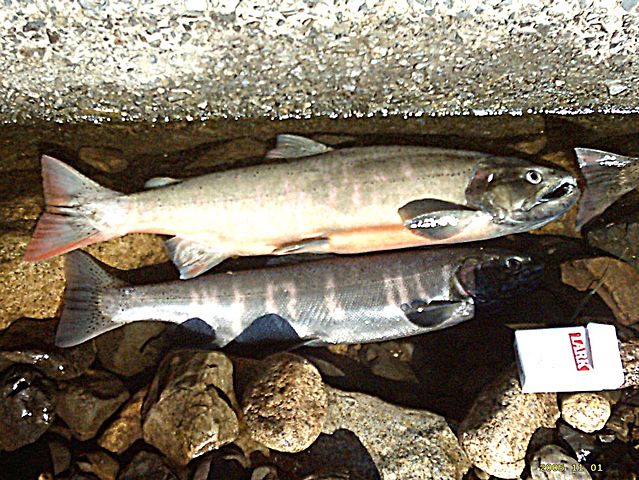 Image:Biwa Trout(Lake Biwa-JP).jpg