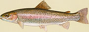 Rainbow trout, Oncorhynchus mykiss