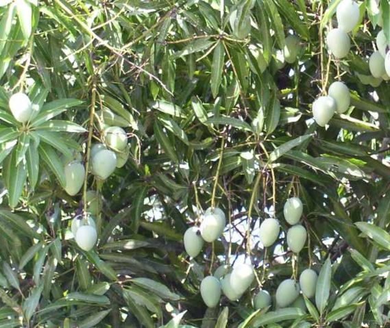 Image:Black mango unripe.jpg