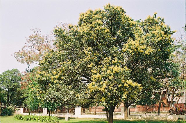 Image:Mango blossoms.jpg