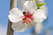 Almond flowers