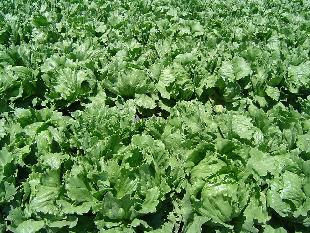 Image:Iceberg lettuce in SB.jpg