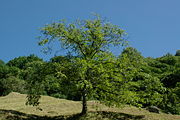 A Sweet Chestnut tree in Ticino, Switzerland