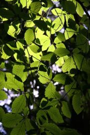 Leaves are an important feature of trees.  These are beech leaves.