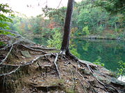 Tree roots anchor the structure and provide water and nutrients. The ground has eroded away around the roots of this young pine tree.