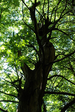 Image:Sweet Chestnut Forest.jpg