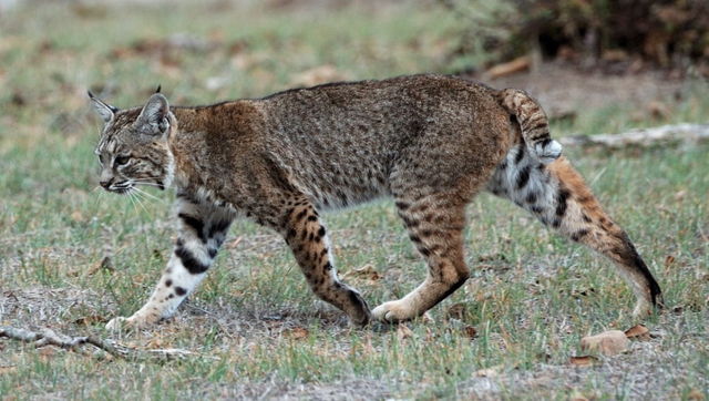 Image:Calero Creek Trail Bobcat.jpg