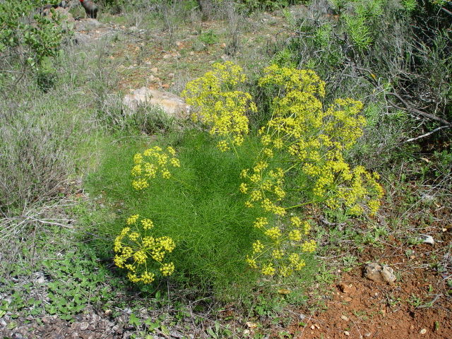 Image:Foeniculum vulgare.JPG