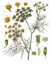 Fennel, from Koehler's Medicinal-plants (1887)