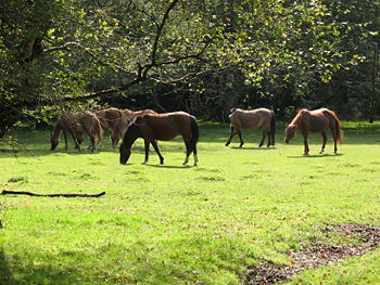 New Forest ponies