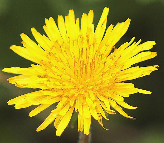 Image:Taraxacum.jpg