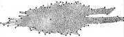 The shape of the Milky Way as deduced from star counts by William Herschel in 1785; the Solar System was assumed near center.