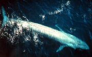 Adult Blue Whale from the eastern Pacific Ocean.