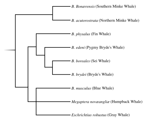 Image:Rorqual phylogenetic tree.svg