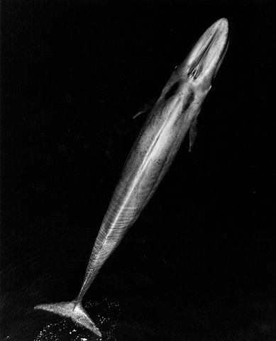 Image:Blue Whale 001 body bw.jpg