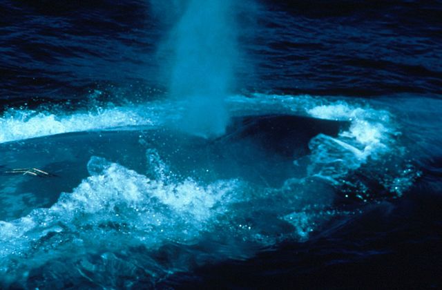 Image:Bluewhale 300.jpg