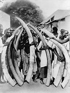 Men with ivory tusks, Dar es Salaam, c.�1900