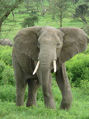 An African Elephant