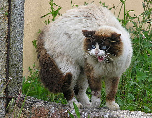 Image:GAto.jpg