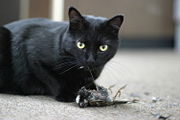 Domestic cat presenting a bird to its owner.