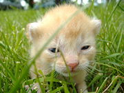 A kitten with eyes open for the first time.