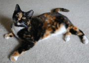 Female tortoiseshell-and-white cat.