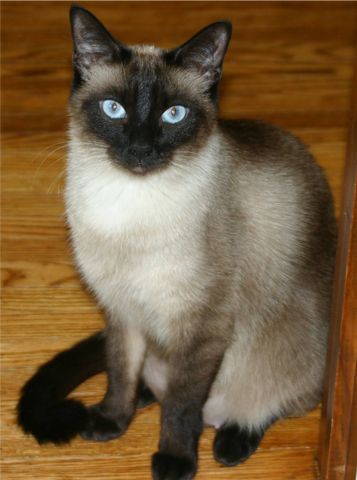 Image:Niobe050905-Siamese Cat.jpeg