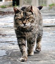 Feral farm cat showing effects of a rough life.