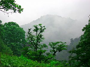 Iran's Northern Jungles/Rain forests created by the moisture captured from the Caspian sea and the Alborz mountain range of Iran, Gilan.