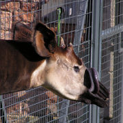 An okapi cleaning its muzzle with its tongue.