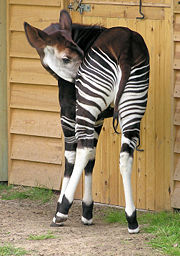 An okapi at Bristol Zoo cleans itself