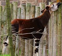 An Okapi reaches for some leaves.