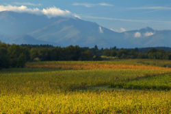 The extensive vineyards of the Languedoc-Roussillon region, southern France