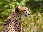 A cheetah