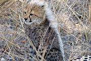 Cheetah cub