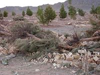 The Bah�'� cemetery in Yazd after its desecration by the government