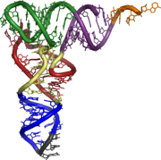 Molecular model of a tRNA molecule. Crick predicted that such adaptor molecules might exist as the links between codons and amino acids.