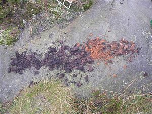 Soil samples illustrating horizons (subsoil on right)