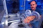 An entomologist demonstrates the attraction of female yellow fever mosquitoes to his hand in an olfactometer.