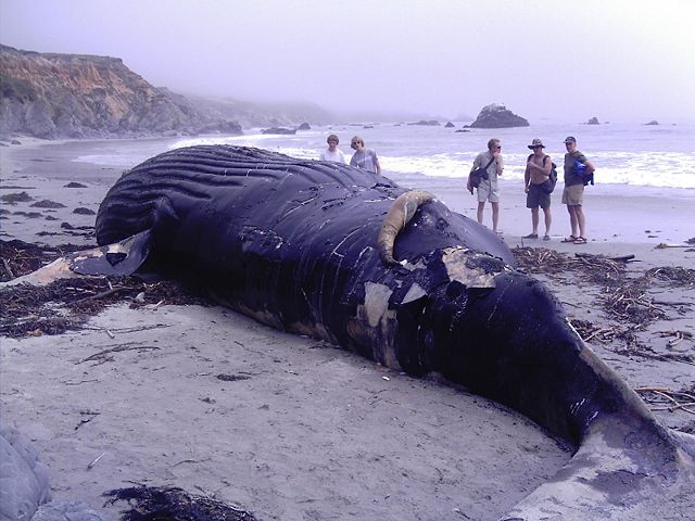 Image:DeadHumpback.jpg