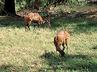 Horned male and hornless female bushbuck.