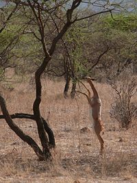 Gerenuks can browse on their hind limbs